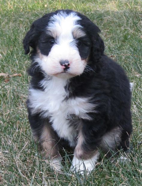 Bernedoodle Puppies In Nh